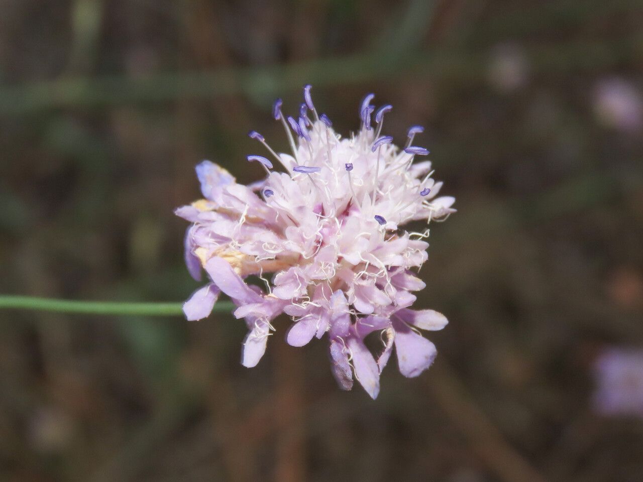 Cephalaria transylvanica flower
