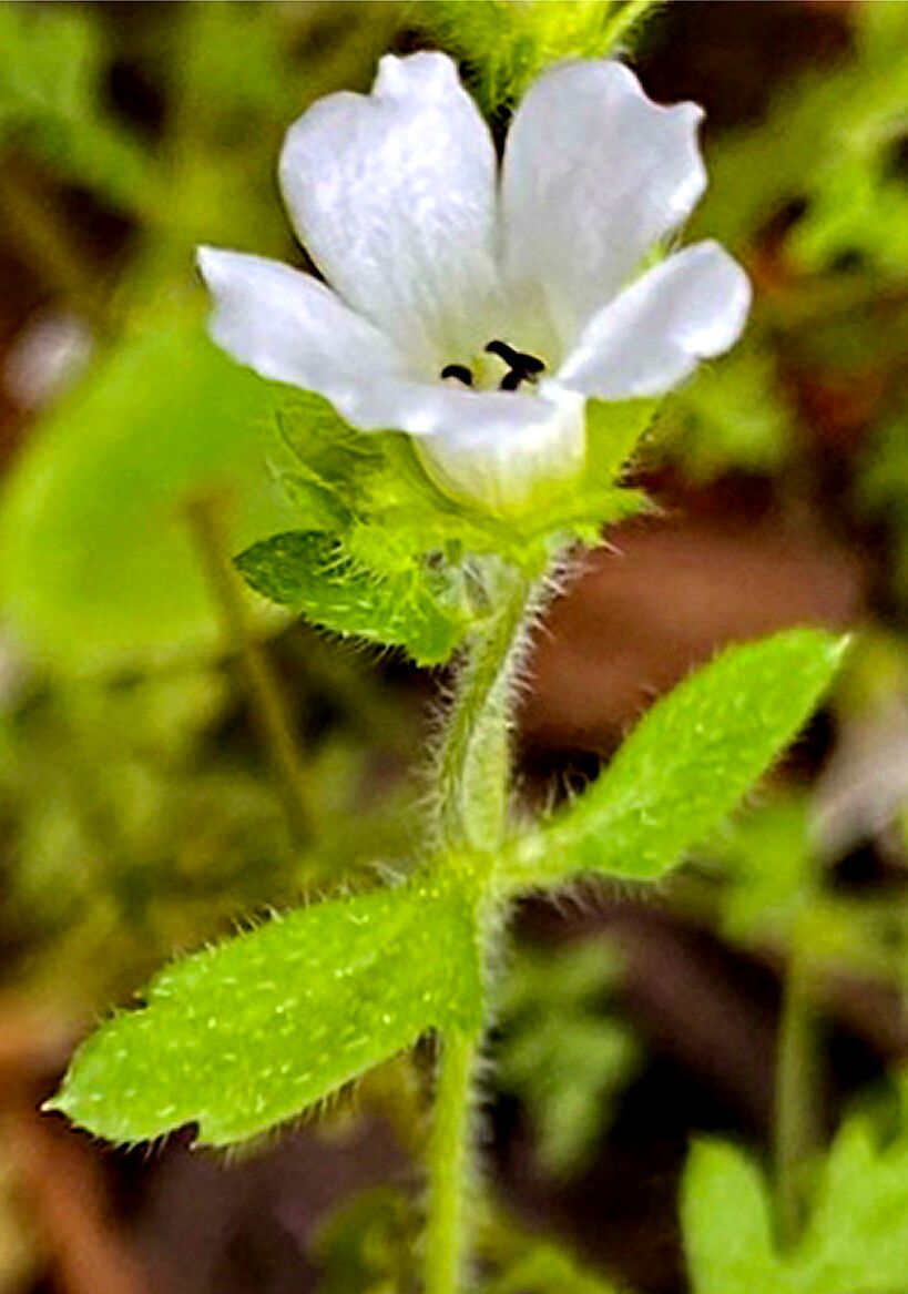 Nemophila heterophylla — related species from the same genus