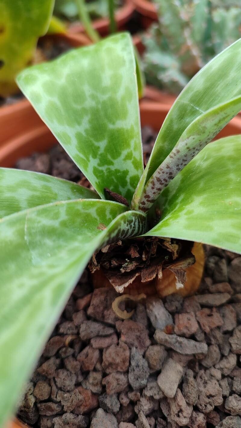 Ledebouria cooperi leaf