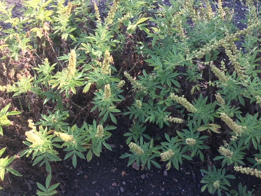 Agrimonia procera flower