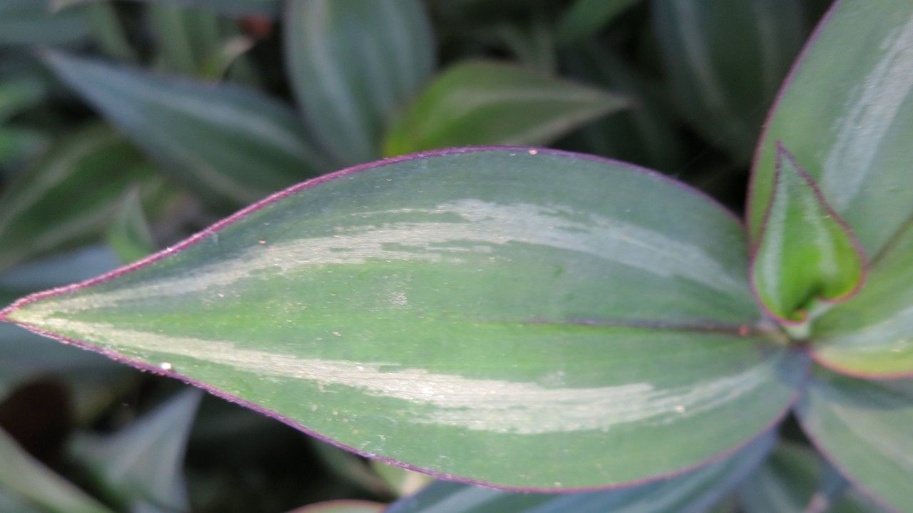 Zebrina pendula leaf