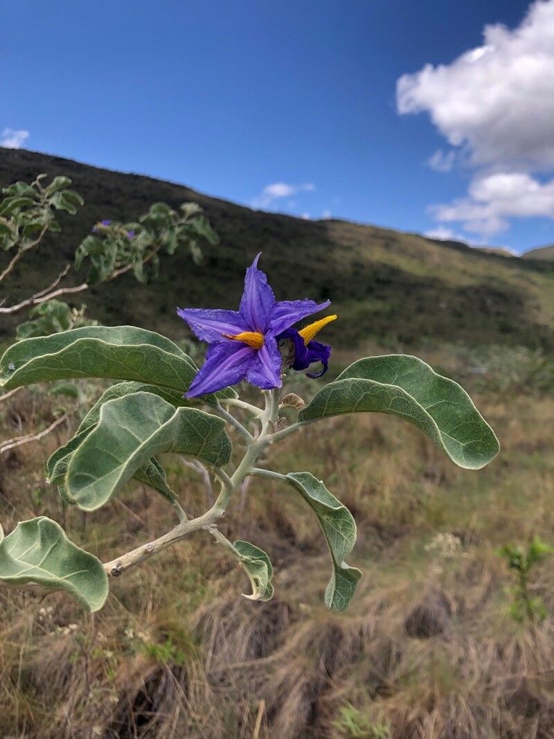 Solanum lycocarpum flower