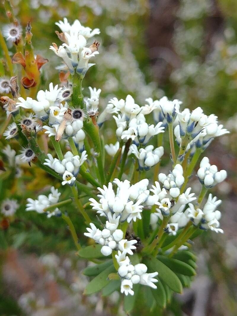 Conospermum taxifolium flower