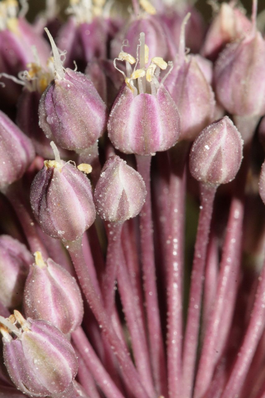 Allium commutatum x Allium porrum flower