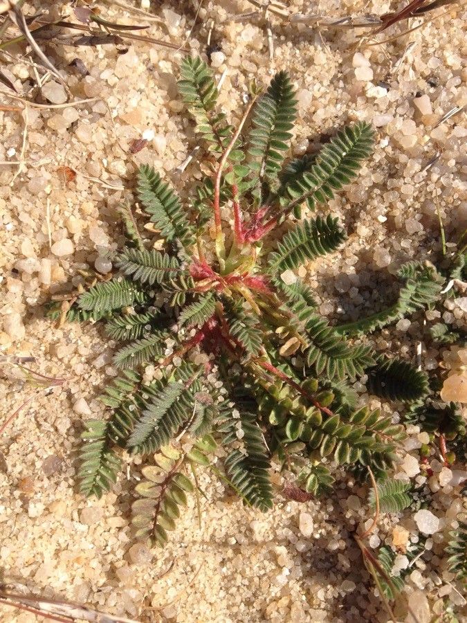 Hedysarum spinosissimum leaf