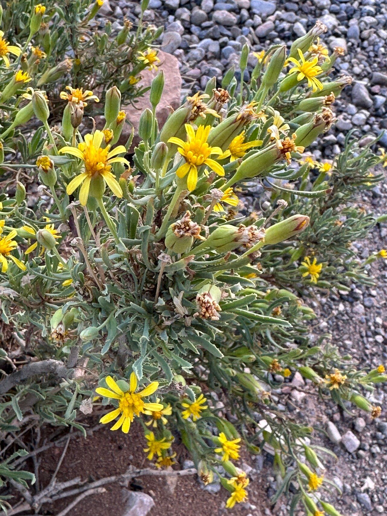 Hertia maroccana fruit