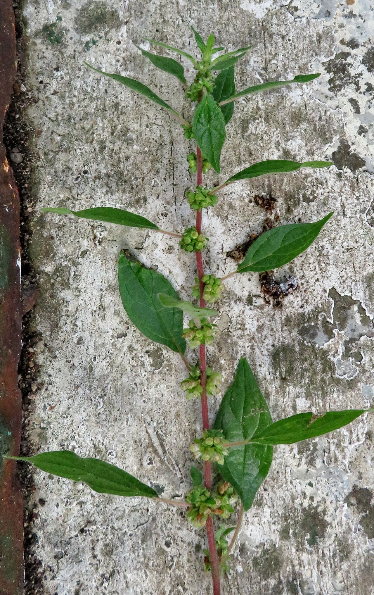 Amaranthus graecizans — search result for 'Amaranthus'