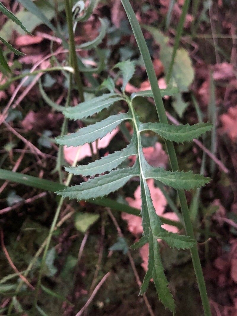 Serratula tinctoria leaf