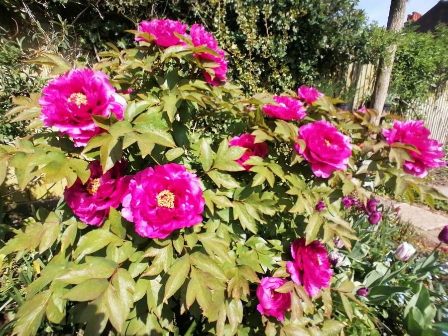 Paeonia moutan flower