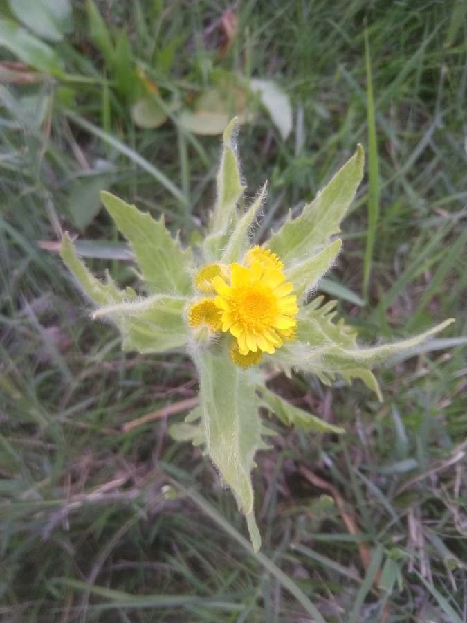 Tephroseris palustris leaf