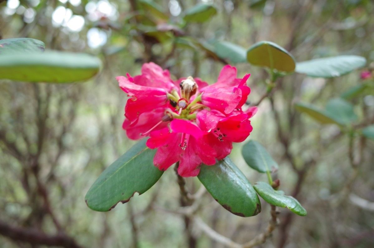 Rhododendron fulgens flower