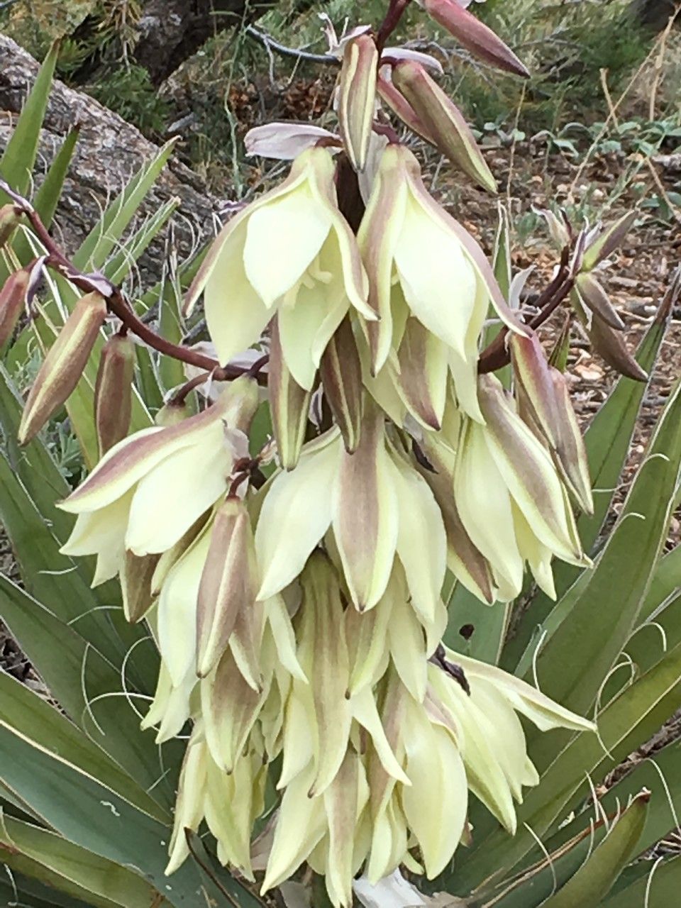 Yucca baccata fruit