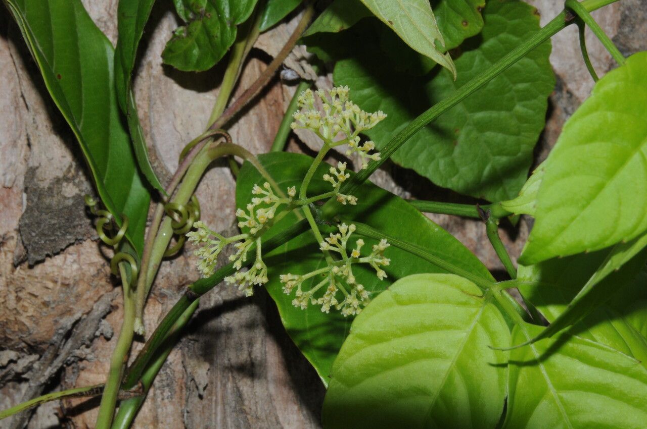 Tetrastigma bracteolatum habit