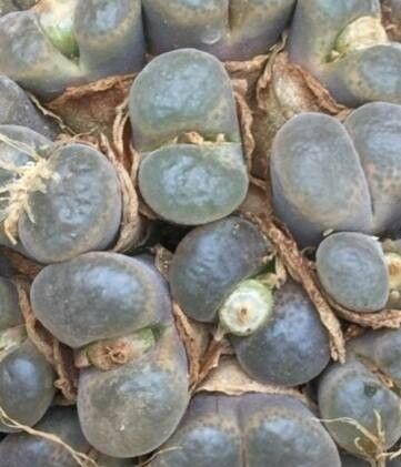 Conophytum marginatum leaf