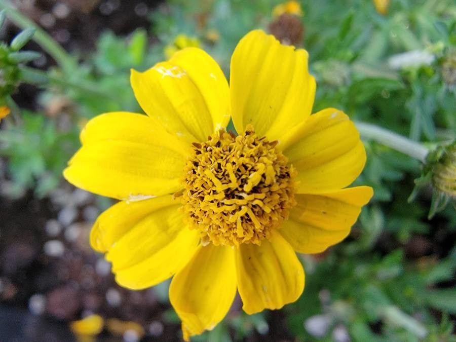 Guizotia abyssinica flower