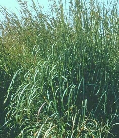 Andropogon gerardii