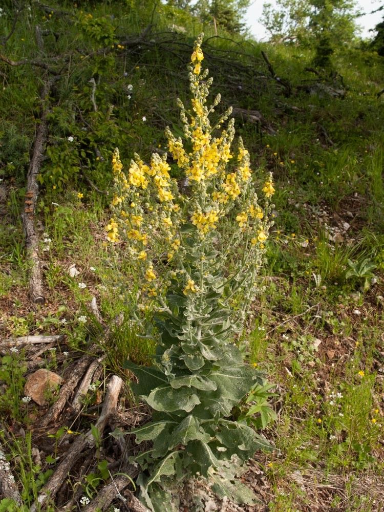 Verbascum epixanthinum habit