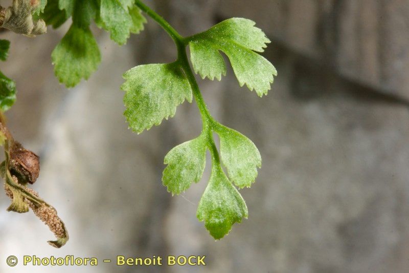 Asplenium x javorkae — houseplant care guide