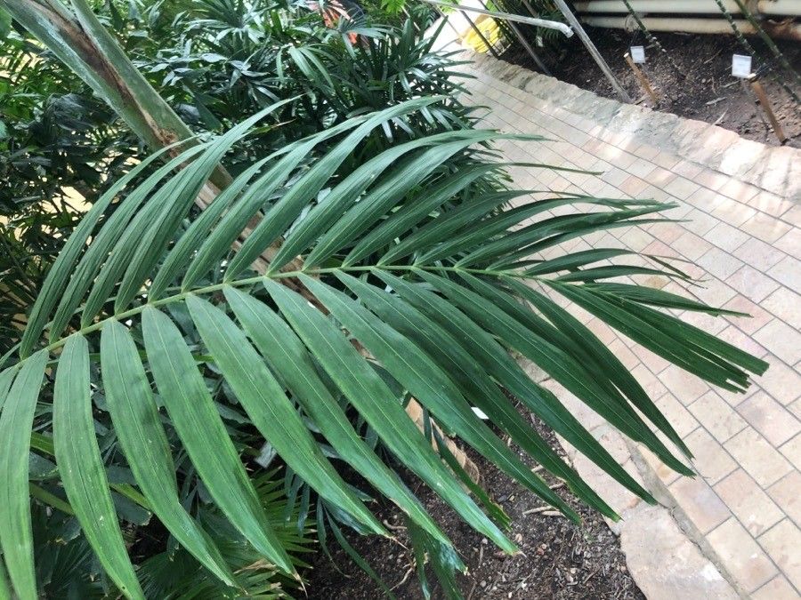 Ptychosperma elegans — houseplant care guide