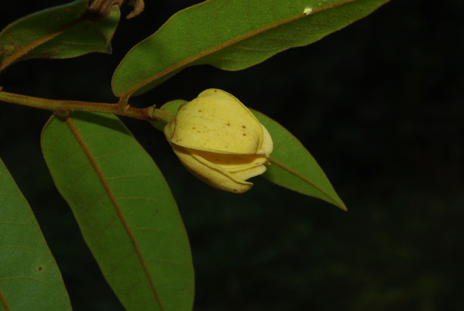 Uvaria klaineana flower