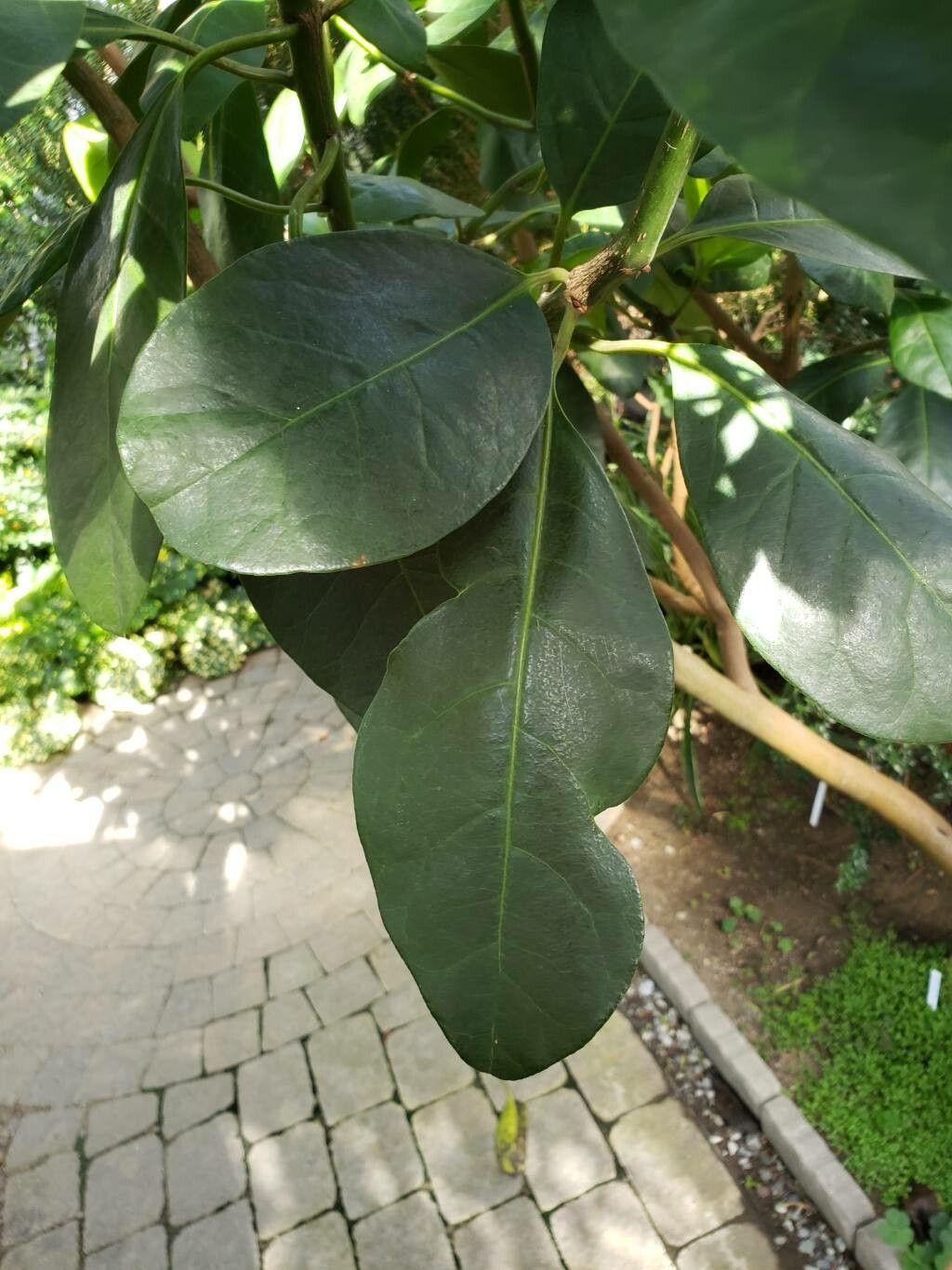 Ceodes umbellifera leaf