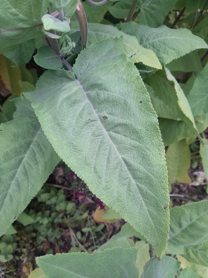 Lepechinia hastata leaf