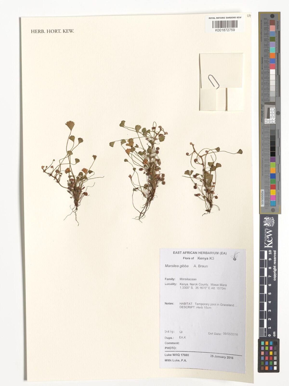 Marsilea gibba — houseplant care guide