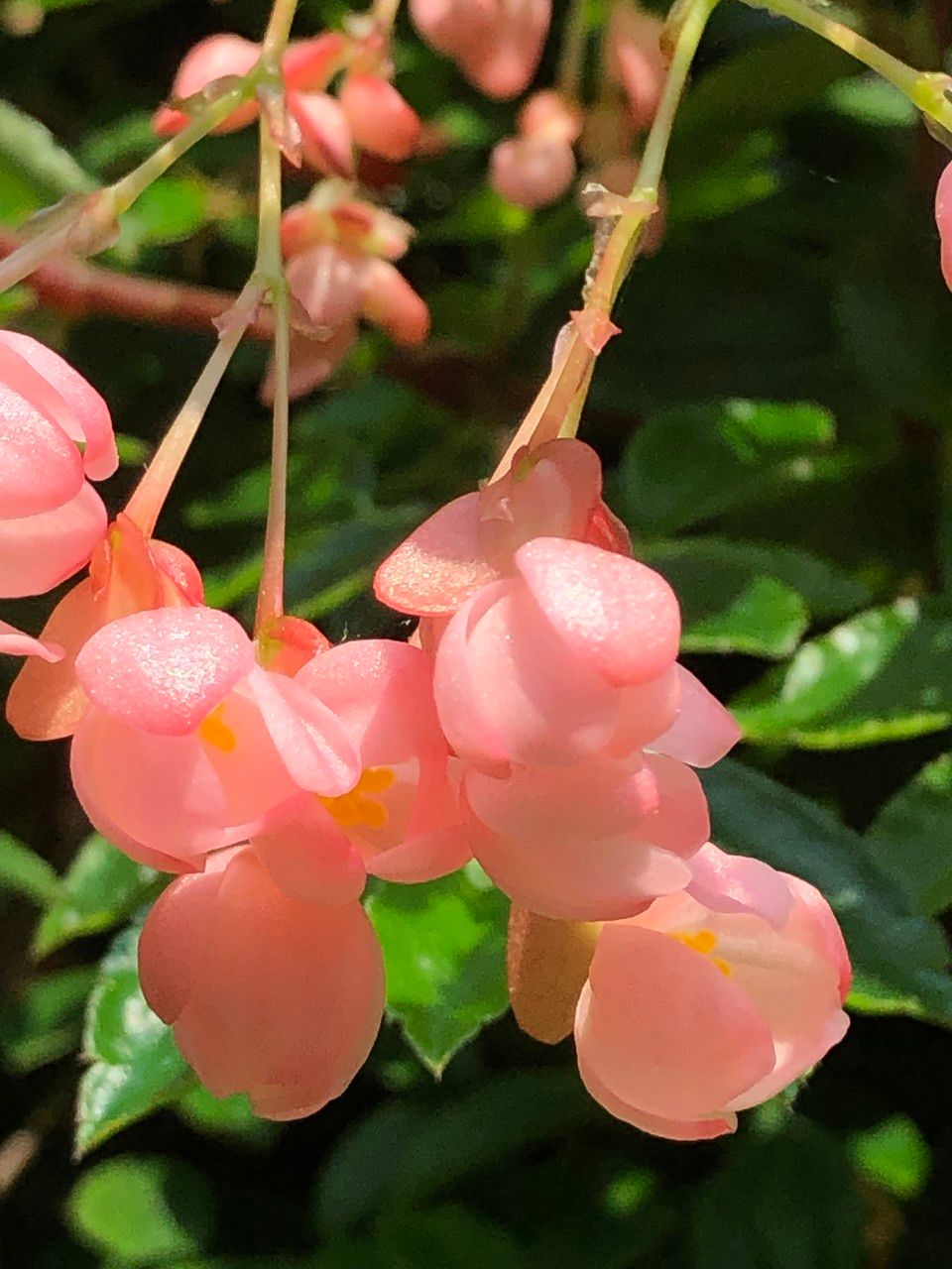 Begonia fuchsioides fruit