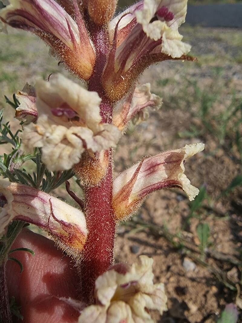 Orobanche artemisiae-campestris flower