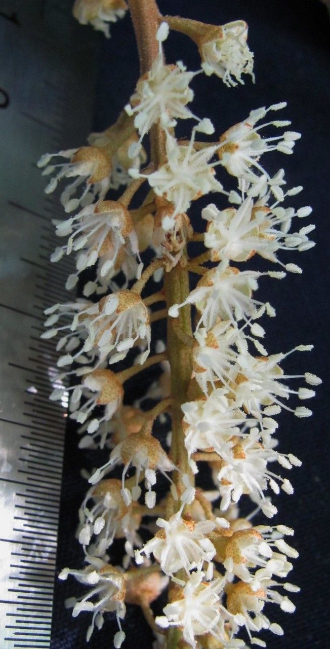 Croton tenuicaudatus flower