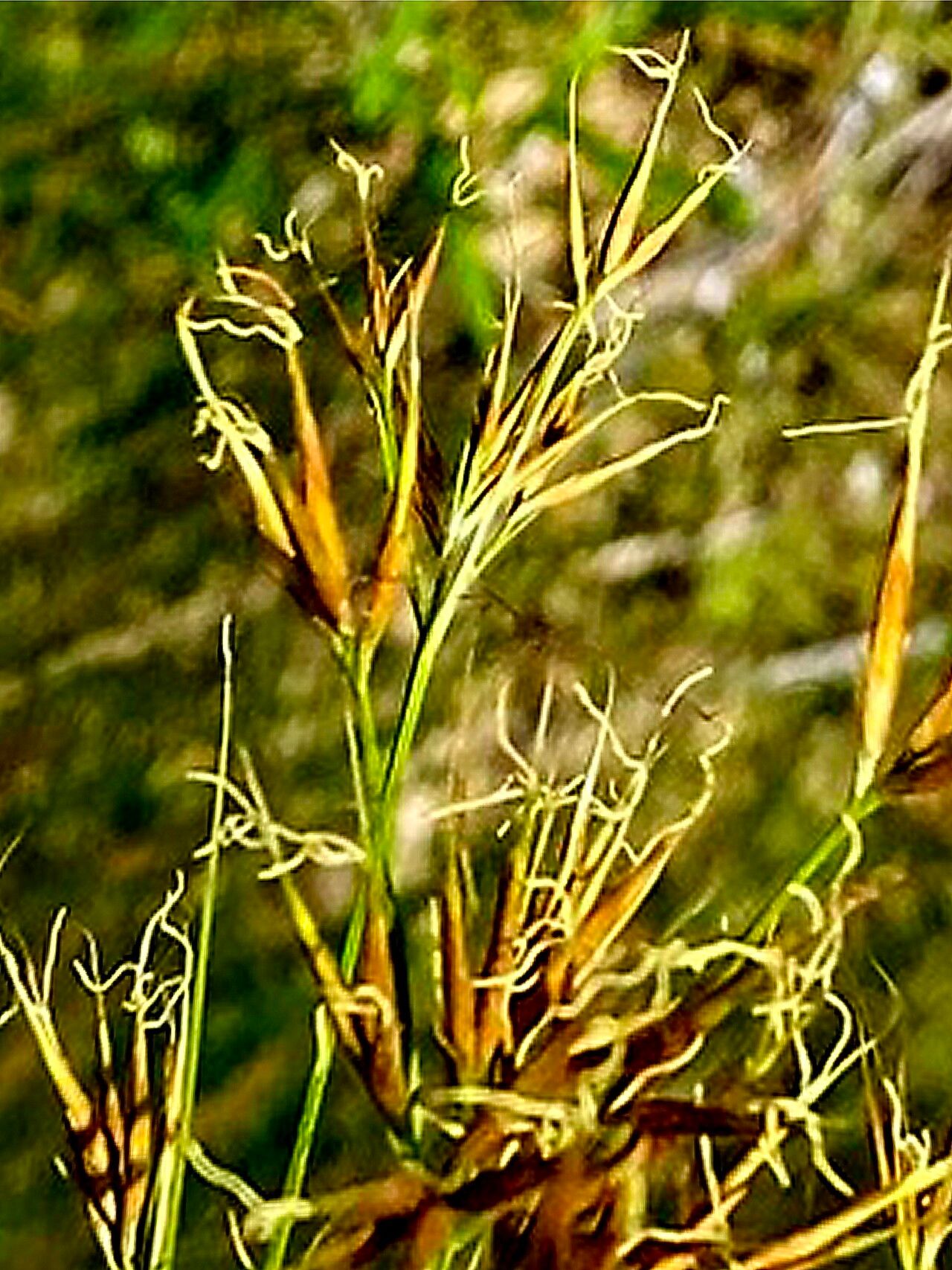 Rhynchospora corniculata — houseplant care guide