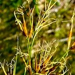 Rhynchospora corniculata