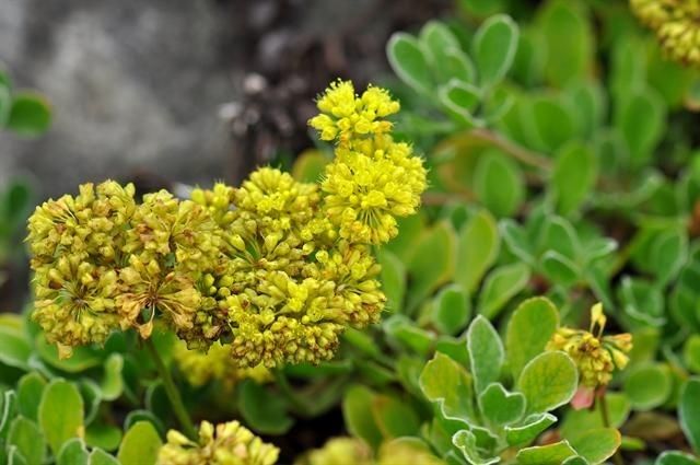 Phemeranthus brevifolius — related species from the same genus