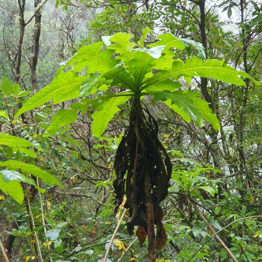 Sonchus congestus leaf