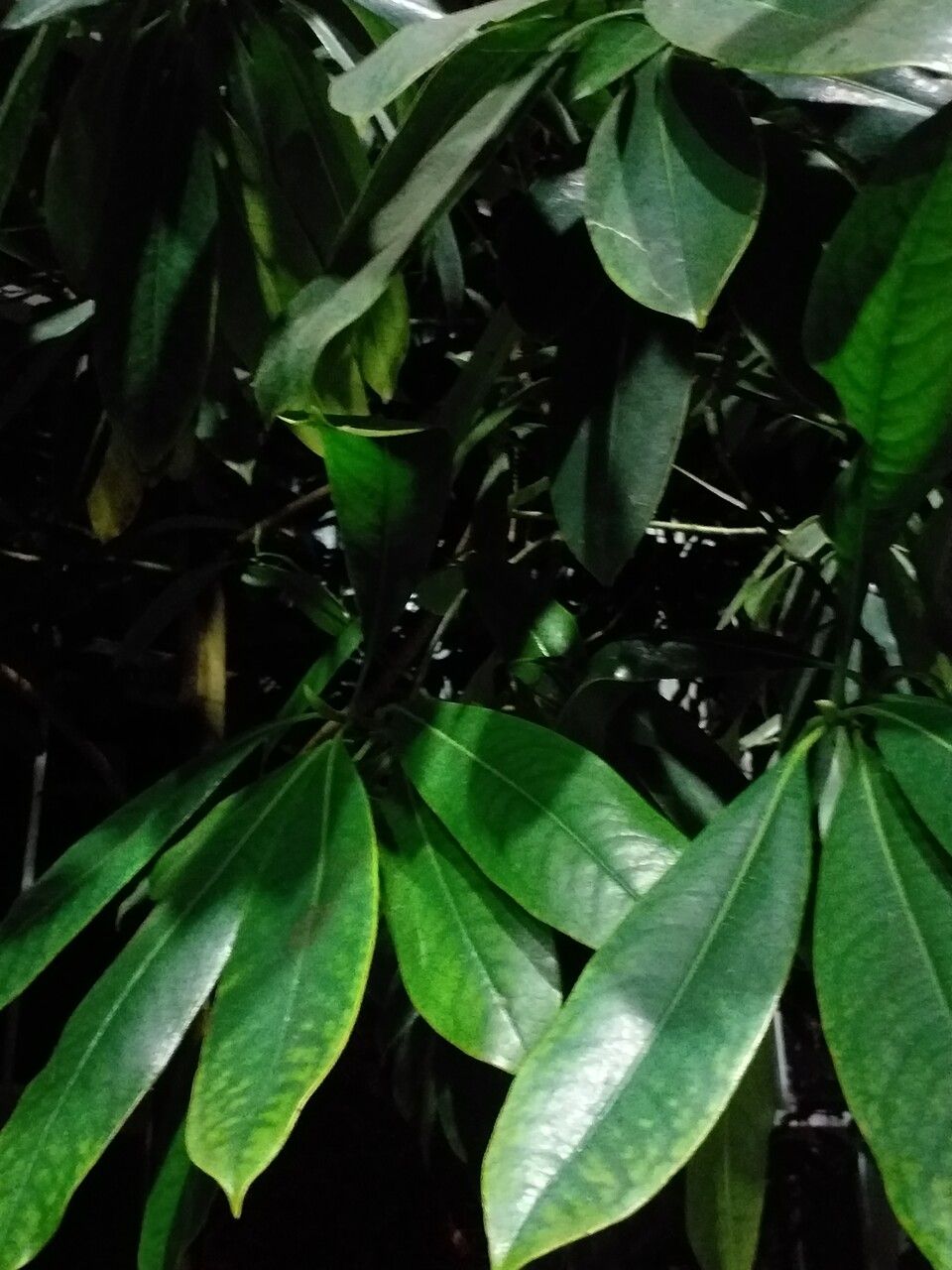 Magnolia sinica — search result for 'Magnoliaceae'