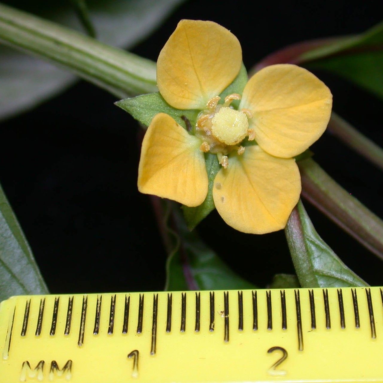 Ludwigia latifolia flower