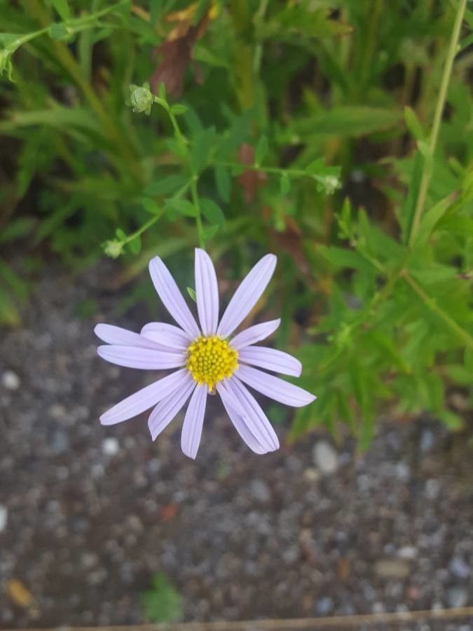 Ionactis linariifolia flower
