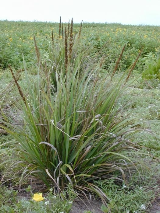 Eragrostis variabilis habit