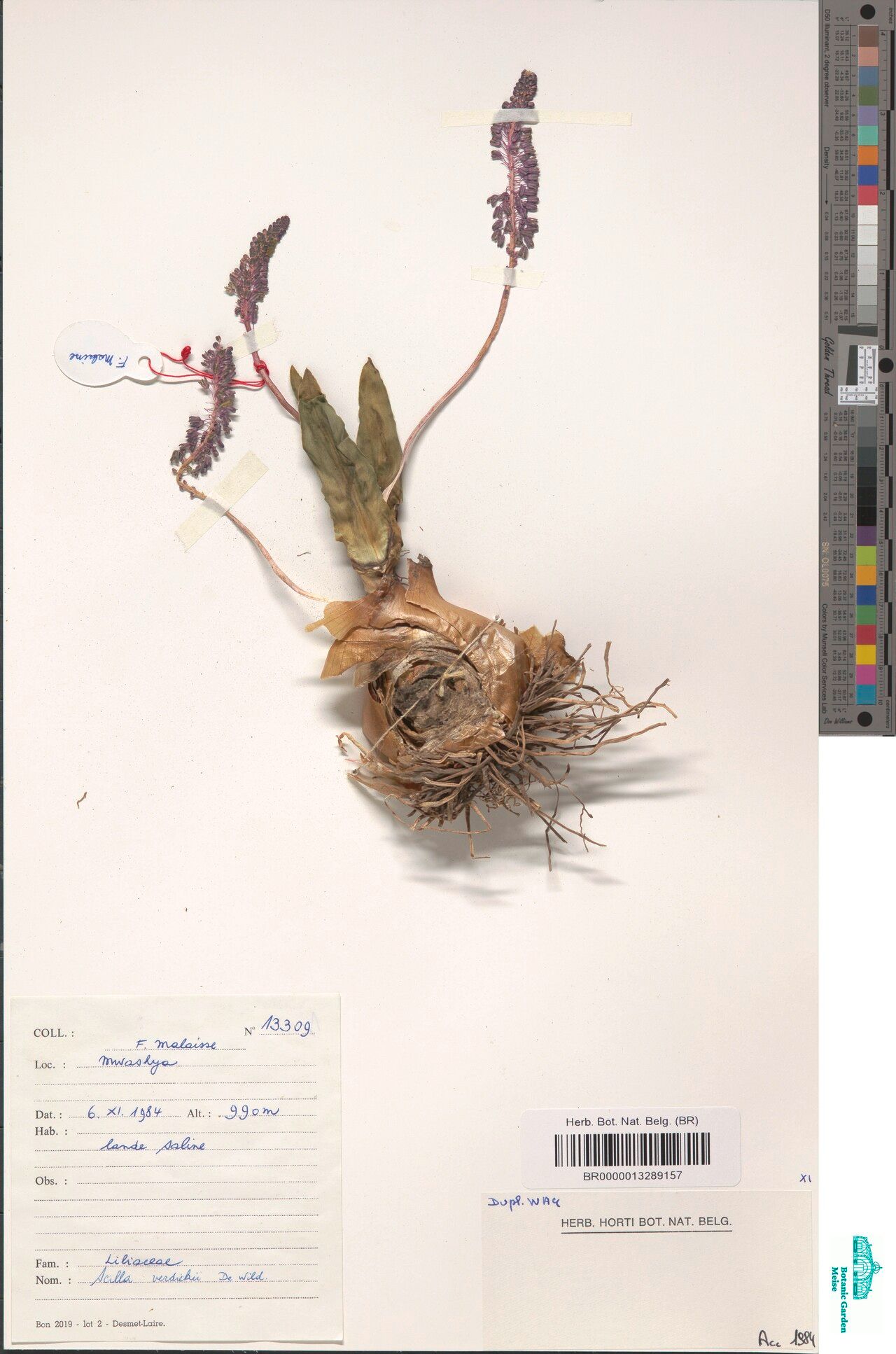 Scilla verdickii — houseplant care guide