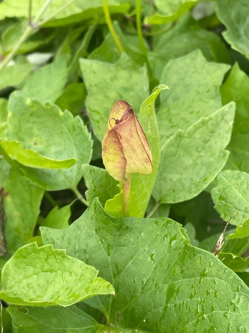 Calystegia silvatica fruit
