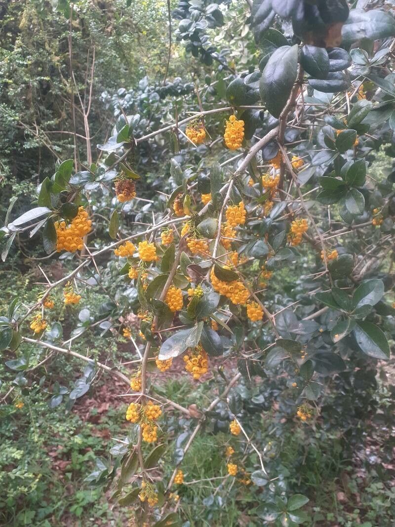 Berberis valdiviana — search result for 'Berberidaceae'