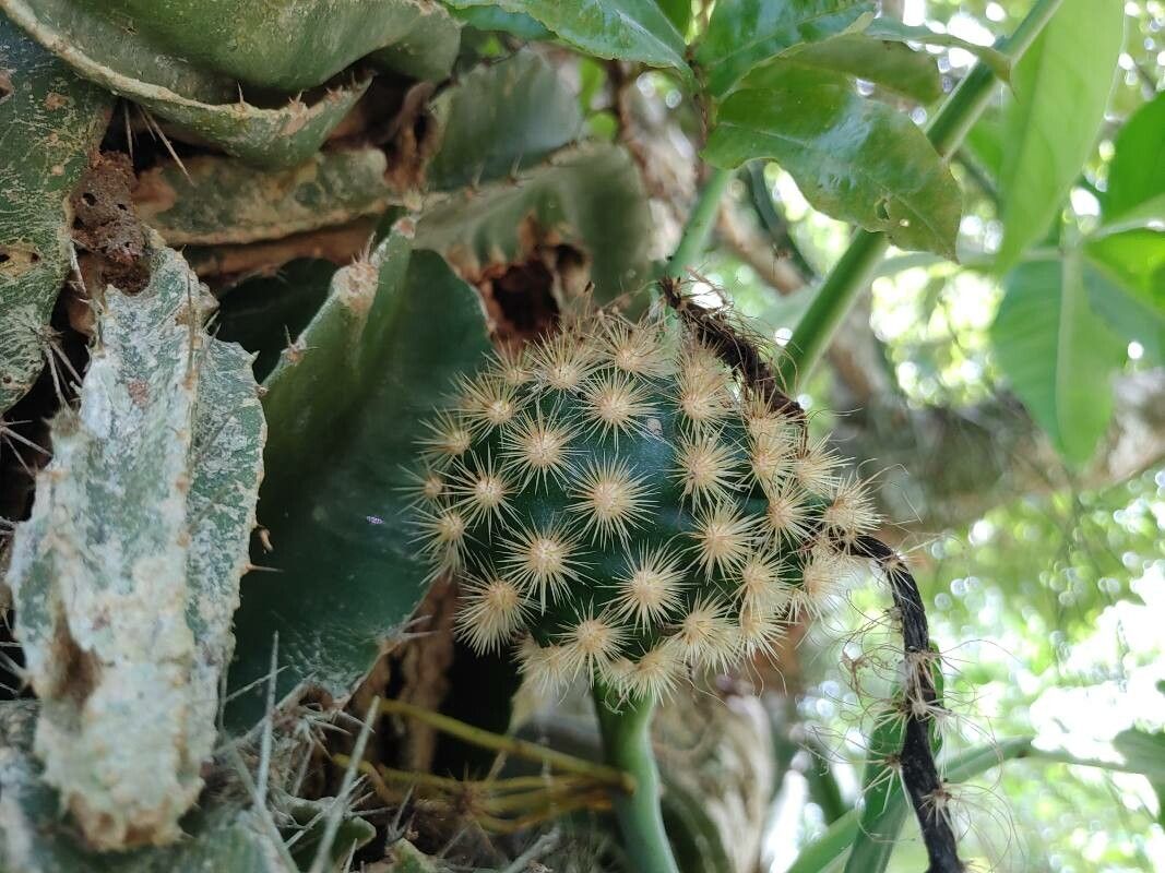 Selenicereus testudo fruit