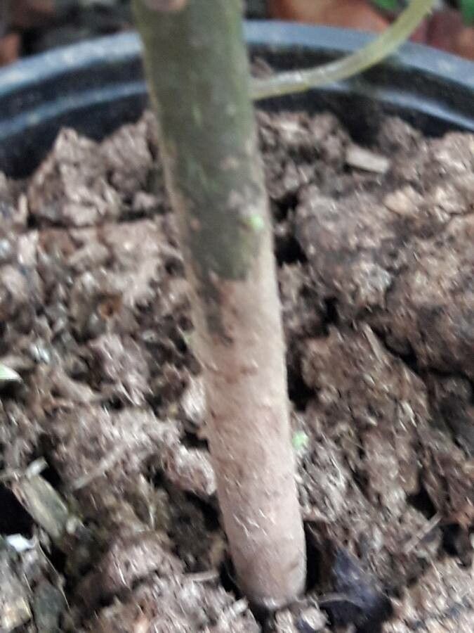 Hernandia sonora bark