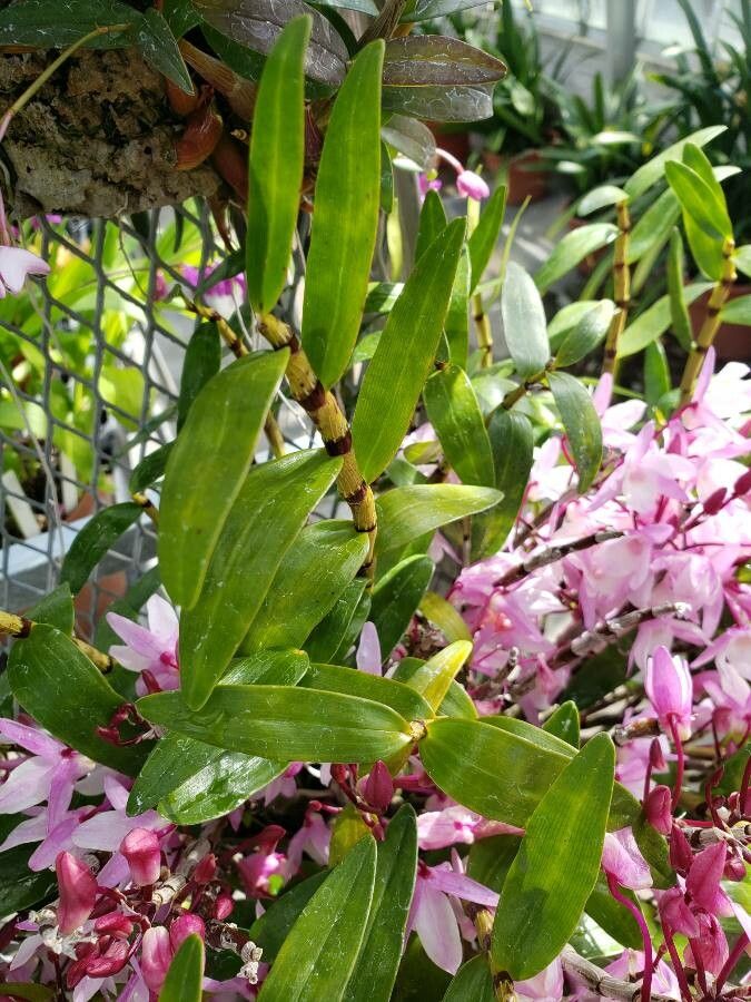 Dendrobium moniliforme — search result for 'Dendrobium'