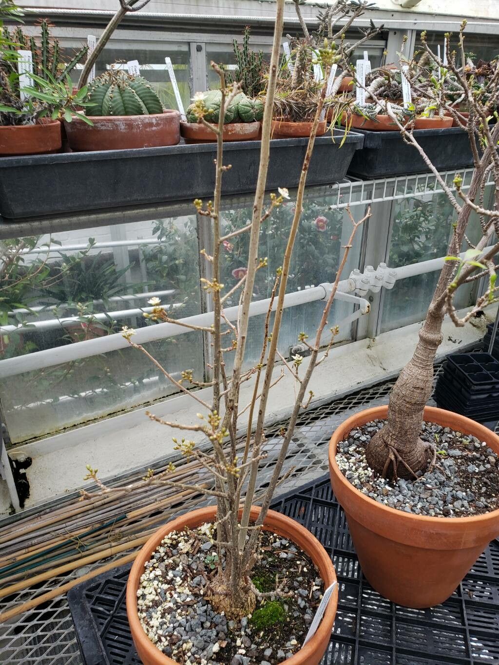 Talinum pachypodum habit