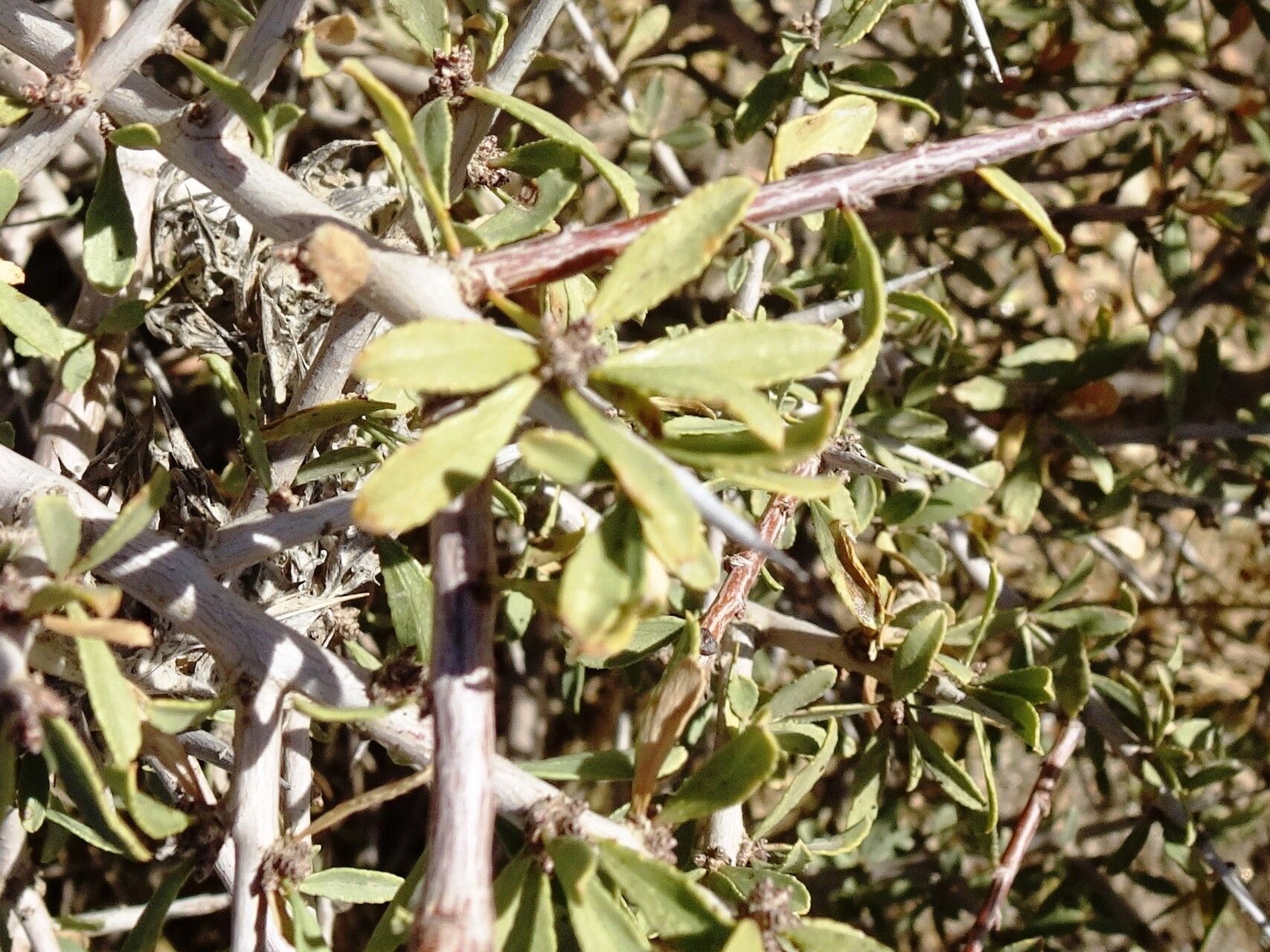 Coleogyne ramosissima — houseplant care guide