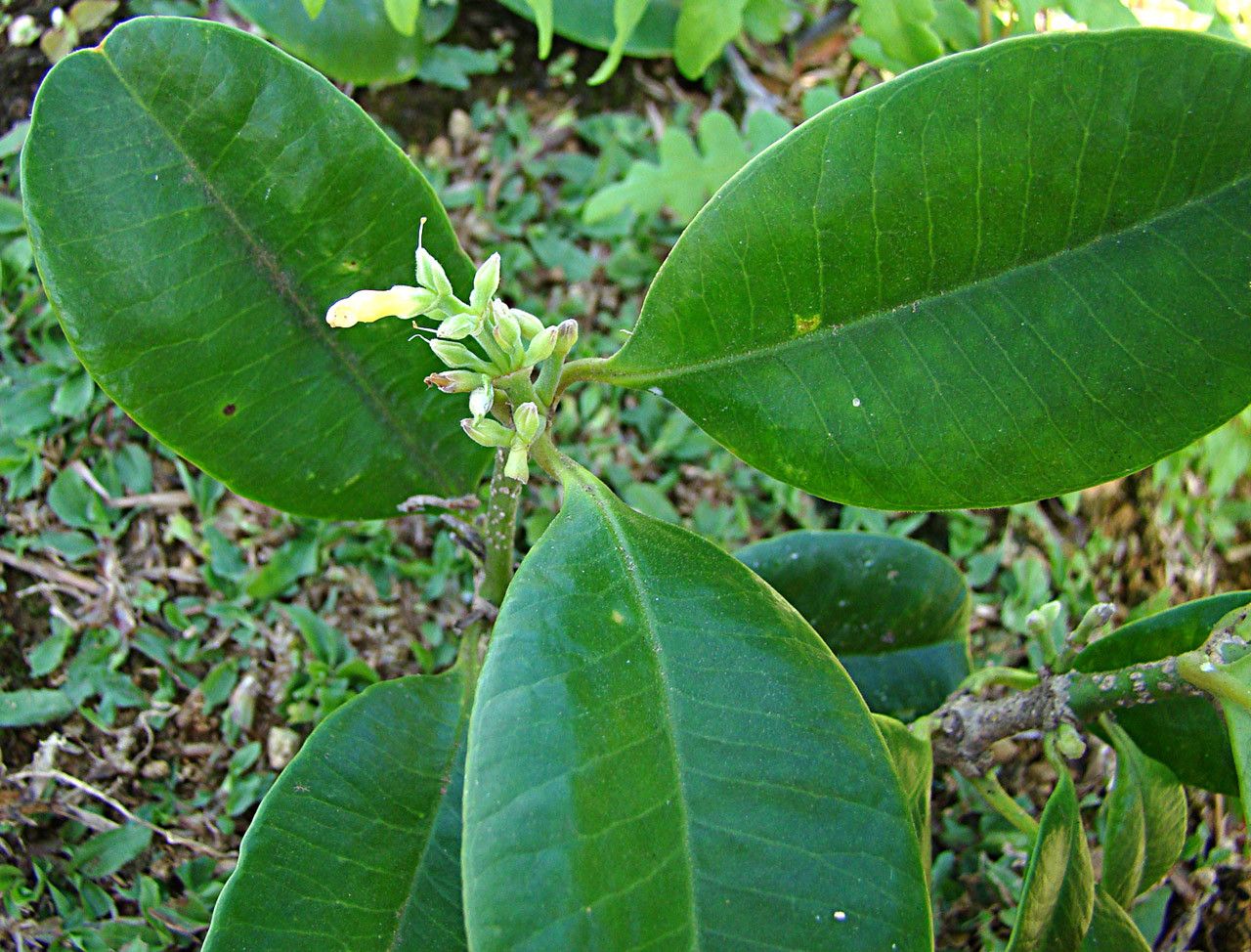 Alyxia oubatchensis habit
