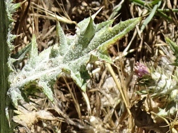 Carduus pycnocephalus — search result for 'Carduus'