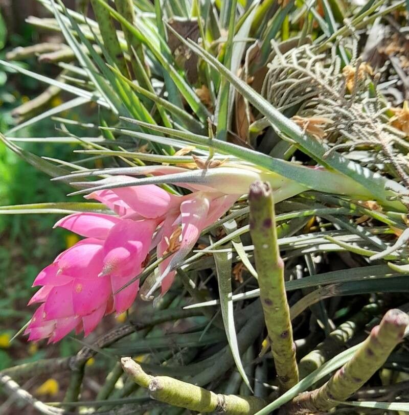 Tillandsia stricta habit
