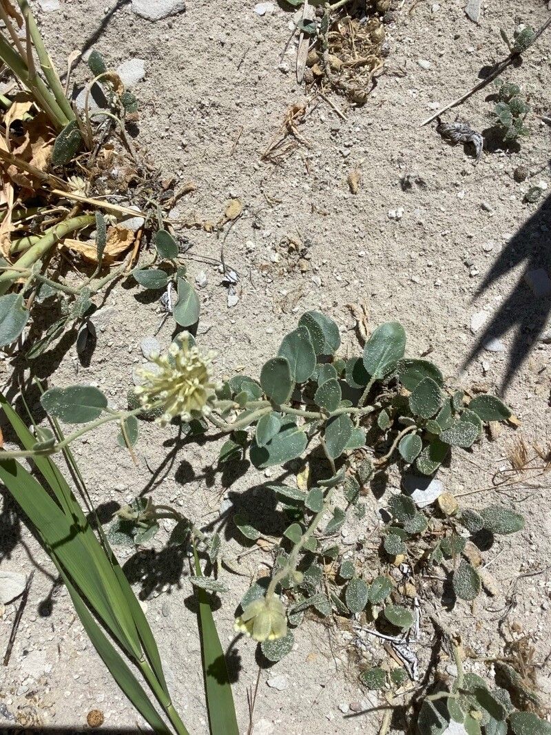 Abronia angustifolia — houseplant care guide